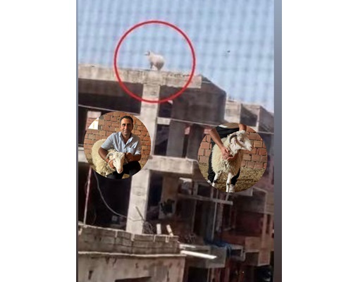 3 Katlı Binanın Üzerine Çıkan Koçu, Sahibi Satmaktan Vazgeçti