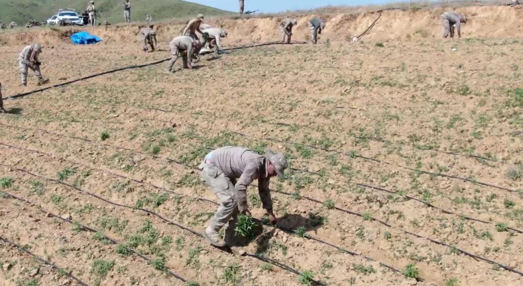 Diyarbakır’da 319 Ton Uyuşturucu İmal edilecek 12 Milyon Kök Kenevir Yok Edildi